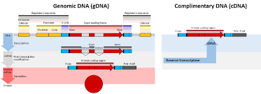 Advantages of the lentivector expression system c. Chapter 5 Investigating Dna Chemistry