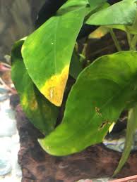 Anubias Nana Getting Yellowy Brown Spots And A Few Cuts Or Tears It Looks Like Can T Get A Clear Answer As To What Might Be Happening This Is A New 10gal Tank