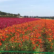 Flowersforever is ranked 2,628,342 in the united states. Flower Fields Forever Picture Of The Flower Fields At Carlsbad Ranch Carlsbad Tripadvisor