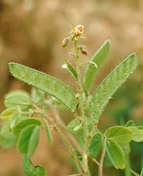 Image result for Chamaecrista absus