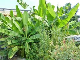 Bananen Uberall In Botzingen Botzingen Kaiserstuhl