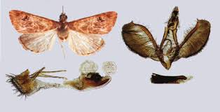 Image result for Pyrausta aerealis