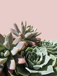 Check spelling or type a new query. Pink Green Succulents Photographic Print Urban Epiphany Allposters Com