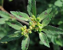 Image result for Euphorbia davyi