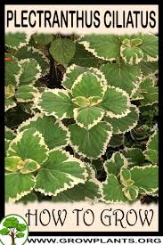 Image result for Plectranthus mandalensis