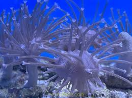 Image result for Stolzia williamsonii