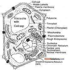 With a neat labelled diagram explain the ultra structure of the chloroplast / plastid. 1st Puc Biology Question Bank Chapter 8 Cell The Unit Of Life Kseeb Solutions
