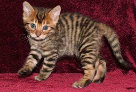 Toyger I Want One Toyger Kitten Toyger Cat Cat Breeds