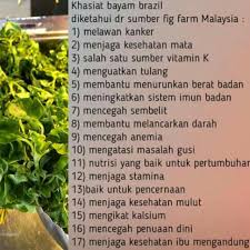 Hal ini dikarenakan dalam bayam ini mengandung flavonoid yang dapat mengurangi resiko kanker hingga. Bayam Brazil 20 Keratan Brazillian Spinach Shopee Malaysia