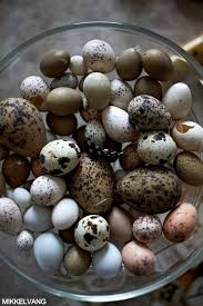 Birds That Lay Blue Eggs On The Ground Bowl Of Eggs Bird Eggs Blue Eggs Egg Art