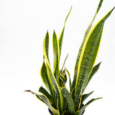 Image result for Sansevieria trifasciata