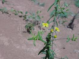 Image result for Pentanema indicum