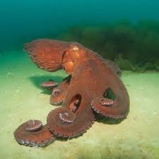 Oceana On Instagram The Giant Pacific Octopus Is Considered The Largest Octopus Species In The World The Large Octopus Species Giant Pacific Octopus Octopus