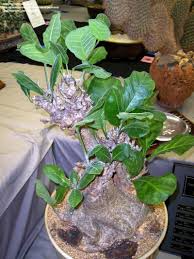 Image result for Cibirhiza