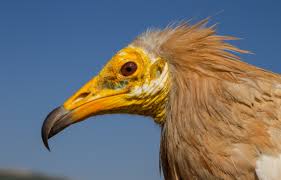 They are partial migrants, depending on the local climate. Largest Study Of Egyptian Vultures Reveals Great Variation In Migration Routes And Overwintering Locations Smithsonian S National Zoo