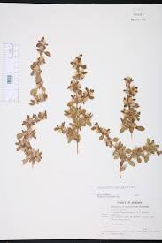 Image result for Alternanthera caracasana