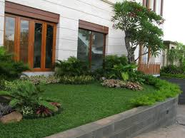 Cara menanam rumput jepang ini sangatlah mudah sekali. Jual Rumput Gajah Mini Di Pangkalpinang Tani Sejahtera