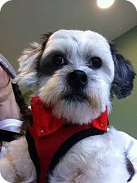 Are you having trouble finding a particular breed of dog or cat in youngstown? Youngstown Oh Shih Tzu Lhasa Apso Mix Meet Toots A Dog For Adoption Http Www Adoptapet Com Pet 17372355 Youngstown Ohio Shih Shih Tzu Pets Pet Adoption