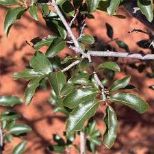 Image result for Ochna inermis
