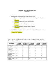 Phases of mitosis other contents: Lab 3 The Cell Cycle And Cancer Worksheet Virtual Lab The Cell Cycle And Cancer Worksheet 1 In Which Phase Of Mitosis Do Each Of The Following Occur A Course Hero