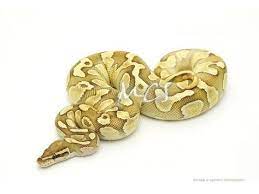 Fire Lesser Morph List World Of Ball Pythons Ball Python Snake Lovers Python