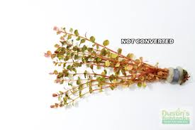 Image result for Rotala submersa