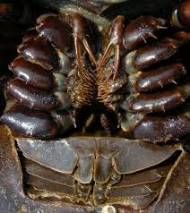 Horseshoe crab blood is a vital resource to the medical field. Pin On Crustacean