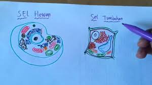 Sebelum kita masuk pada penjelasan inti tentang sel hewan. Perbedaan Organel Sel Hewan Dan Sel Tumbuhan Youtube