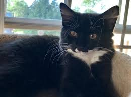 Thank You For Helping This Cat Find A New Home Domestic Medium Hair Medium Coat In Wakefield Ma Pet Adoption Cute Animals Pets