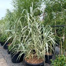 Image result for Arundo donax