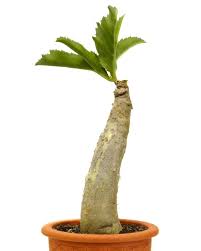 Image result for Cyphostemma quinatum