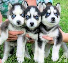 Breeders of merit are denoted by level in ascending order of: Our Listings Dubaizero Com