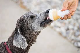 Les Chiens Peuvent Manger De La Creme Glacee Comment Creer Une Maison Heureuse Pour Votre Animal De Compagnie