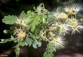 Image result for Albizia lebbeck
