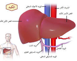 صورة الكبد