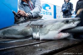 A group of us headed down to. New Shark Pup Great White Finn Spotted Off Long Island Video Photos Montauk Ny Patch