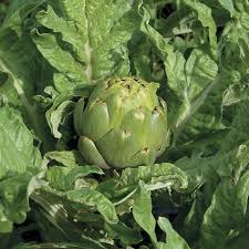 Artichoke plants for sale online at garden centre koeman. Tavor Organic Artichoke Vegetables Veseys