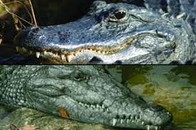 When their snouts are shut, crocodiles look like they're flashing a toothy. What S The Difference Between Alligators And Crocodiles Live Science