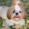 If you are new here, every state page on mtbp (that's shorthand for mini teddy bear puppies) has a comprehensive list of every breeder that we have located in that state. 1