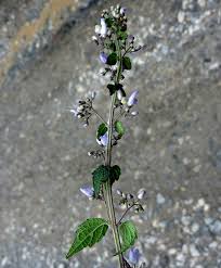 Image result for Isodon