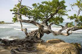 Tree Treasure Beach St Elizabeth Jamaica Treasure Beach Treasure Beach Jamaica Water Island