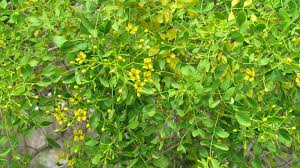 Image result for Vepris sansibarensis