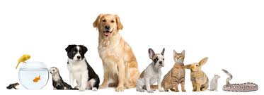 Every pet deserves love, care, and attention, but some pets are easier to own than others. Top Rated Local Veterinarians All Pets Animal Hospital 24 Hour Emergency Care