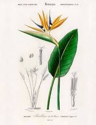 Strelitzia Art Print Bird Of Paradise Flower Art Tropical Etsy Birds Of Paradise Flower Birds Of Paradise Plant Botanical Prints