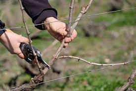 Dann können die weinreben verbluten. Weinreben Schneiden So Wird S Gemacht