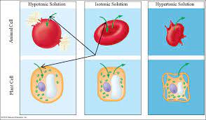 Check spelling or type a new query. Biology Final Exam Cells And Solutions Diagram First Semester Diagram Quizlet