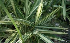 Image result for Pleioblastus fortunei