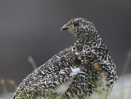 Image result for Buchnera nuttii