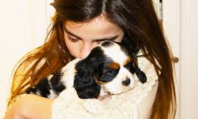 Puppies charlotte, located in charlotte, north carolina, is at west morehead street 1318. Puppies Now Available Pamela Lovett Cavaliers King Charles Spaniels