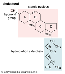 Solved: Which Statement Must Be Mentioned In Explaining Why Amphipathic  Molecules Line Up At A Wat [Chemistry]